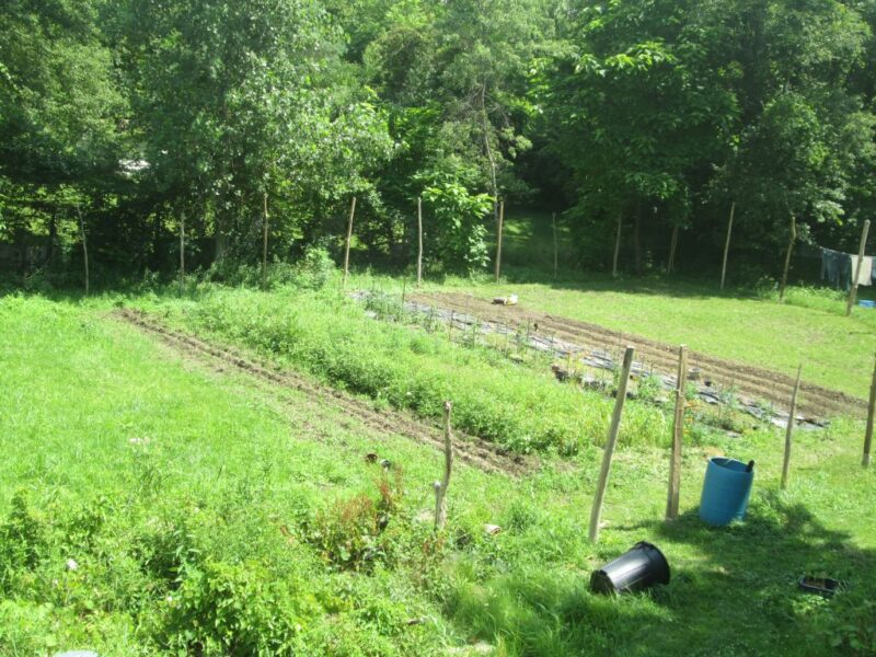 Music hardneck garlic Columbus urban farm
