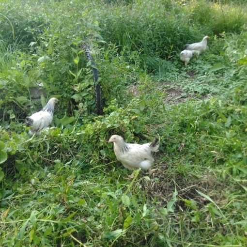 chicken columbus ohio