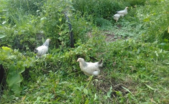 chicken columbus ohio