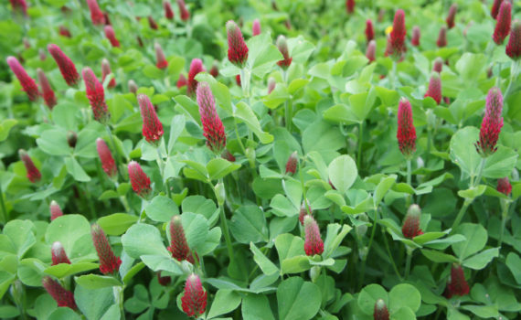 crimson clover field